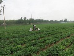 土壤墑情監測裝置在線監測水分